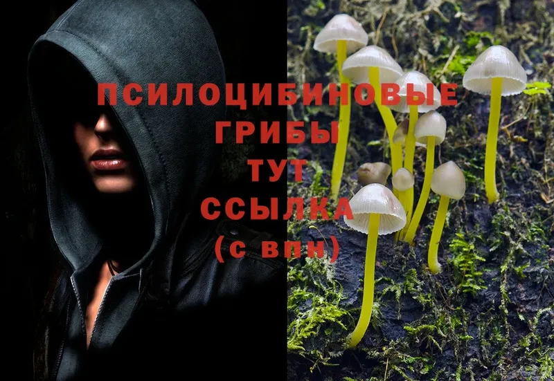 купить наркоту  Зеленогорск  Псилоцибиновые грибы Psilocybine cubensis 